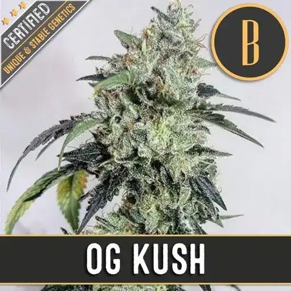 OG Kush Blimburn Seeds