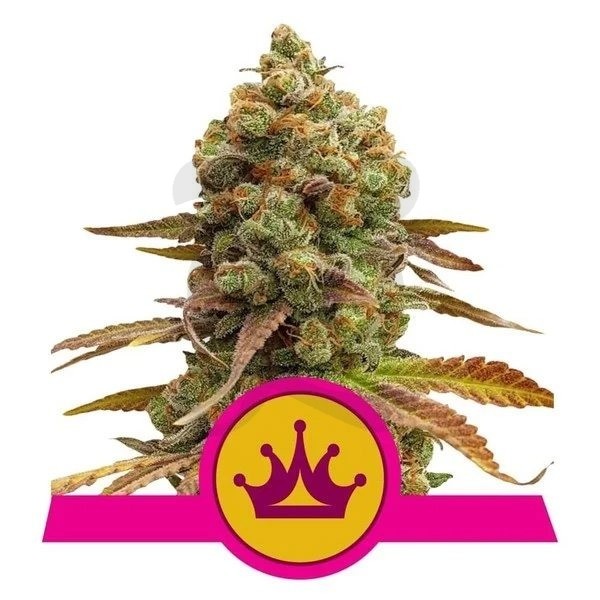 Qué son las semillas de cannabis feminizadas? - Royal Queen Seeds