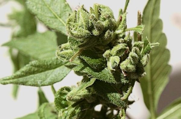 Cómo se hacen las semillas de cannabis feminizadas?- Alchimia Grow Shop
