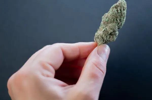 Es verdad que la marihuana actual es mucho más potente que la de