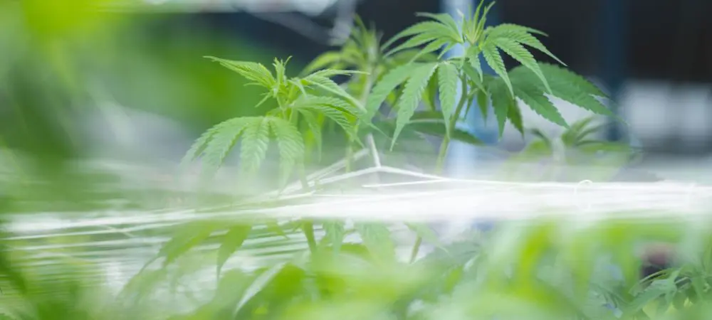 Ventajas e inconvenientes de las semillas de cannabis autoflorecientes -  Grow shop Barato