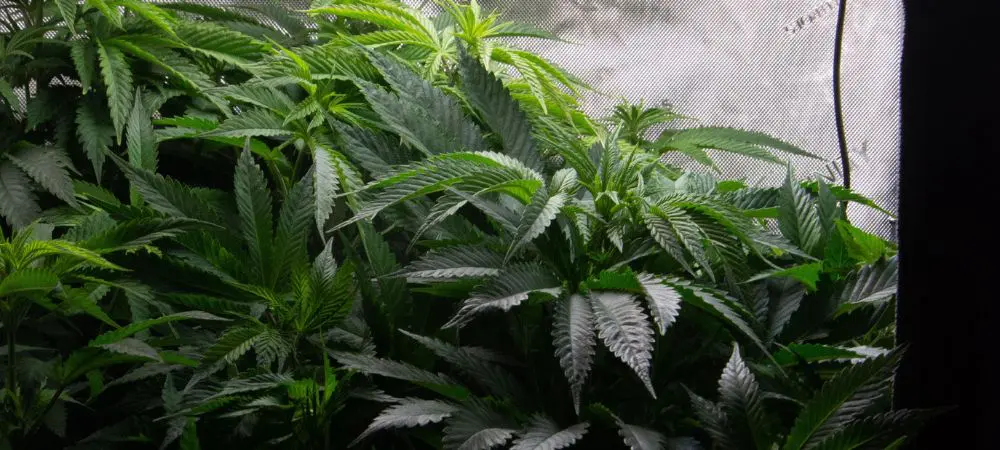 Guía para la cosecha, secado y curado de marihuana - House of Weed
