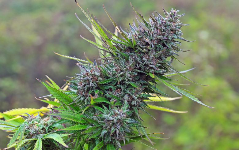 ¿Qué es la flor de marihuana?