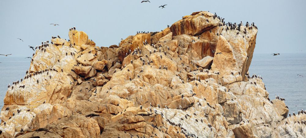 guano rojo rocas