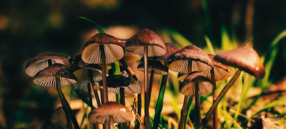 Cultivo de Psilocybe Cyanescens