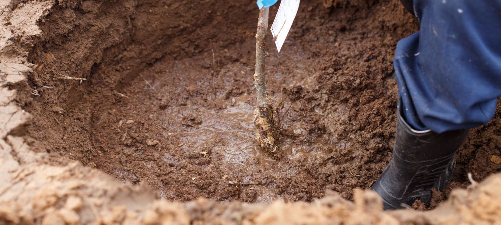 Tutores para plantas varillas