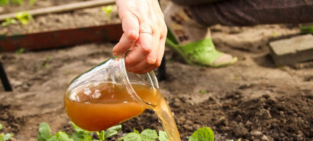 Fertilizantes para cannabis líquidos