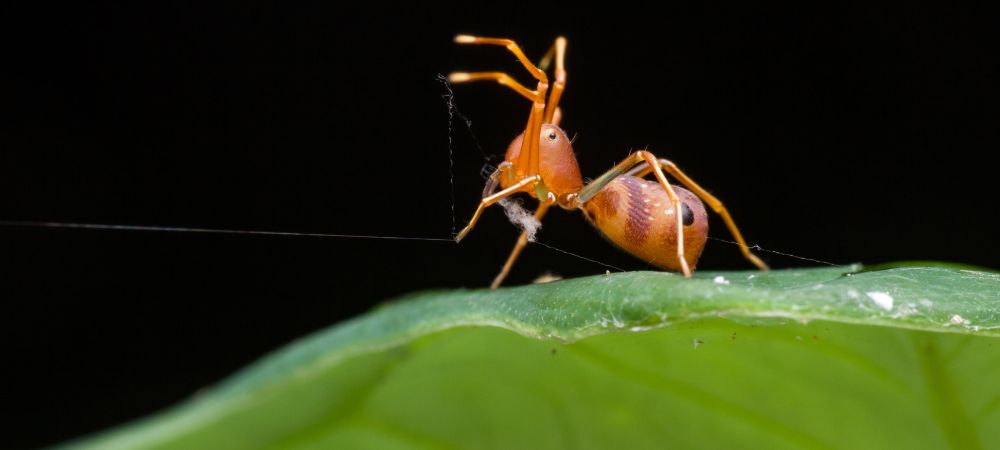 plagas en plantas de marihuana araña roja