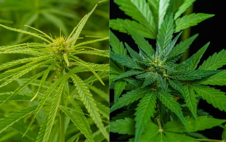 diferencias entre sativa e indica