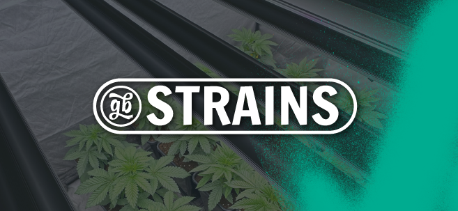 Semillas GB Strains